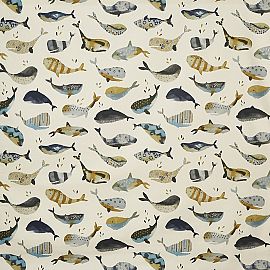 Whale pacific grijs